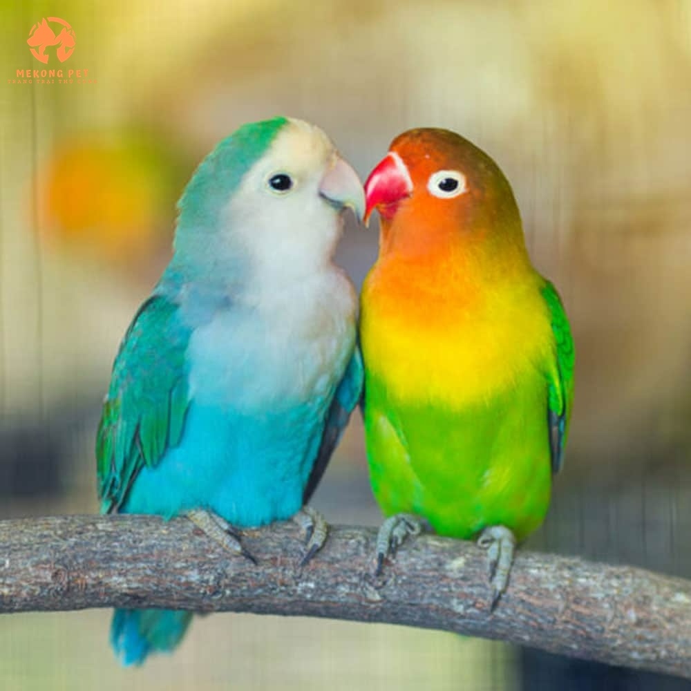 Mua Bán Vẹt Lovebird: Hướng Dẫn Chọn Lựa Và Chăm Sóc